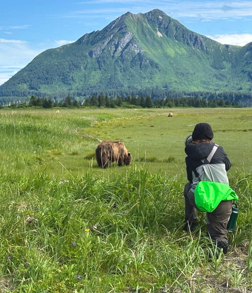 Wildlife photography — photographer with telephoto lens and bear in a mountain meadow
